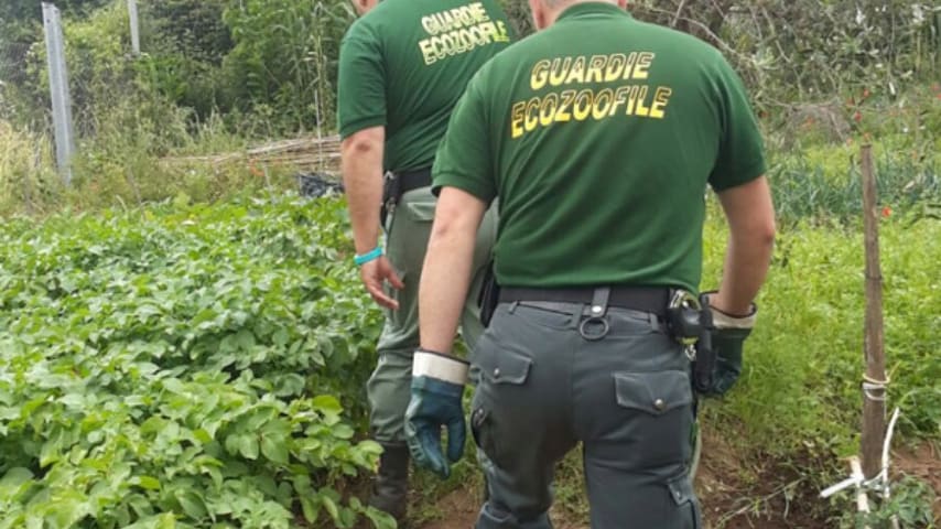 Guardie ecozoofile trovano 3 cuccioli uccisi a Cerveteri