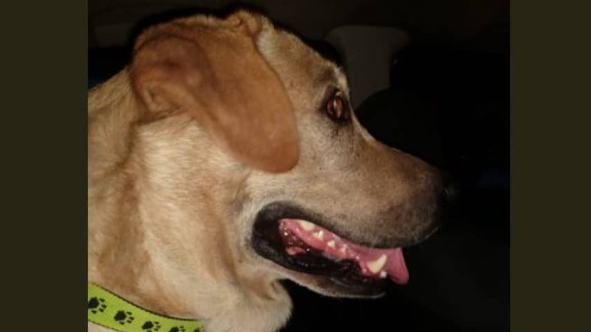 Toto, il labrador fedele aspetta davanti all'ospedale il padrone morto