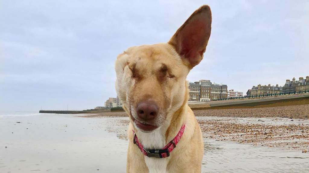 Maggie, il cane a cui hanno sparato e tagliato un orecchio