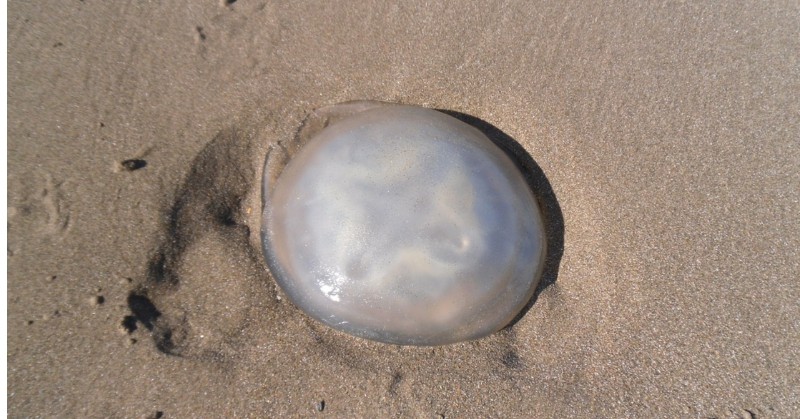 Una medusa sulla spiaggia