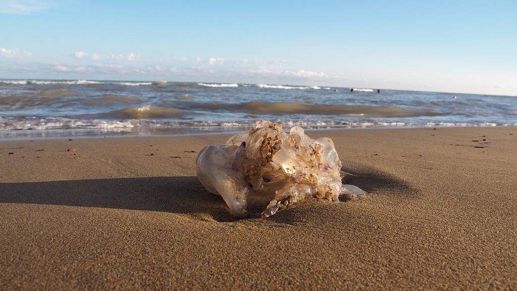 Meduse spiaggiate a Ischia