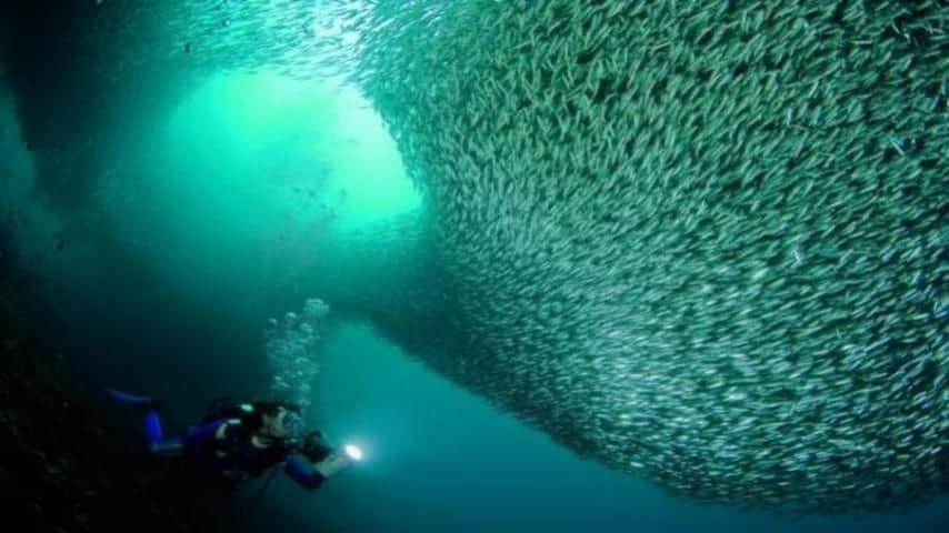 La migrazione delle sardine