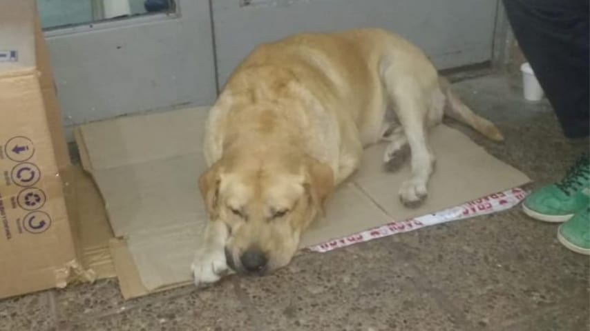 Il labrador Toto attende davanti all'ospedale