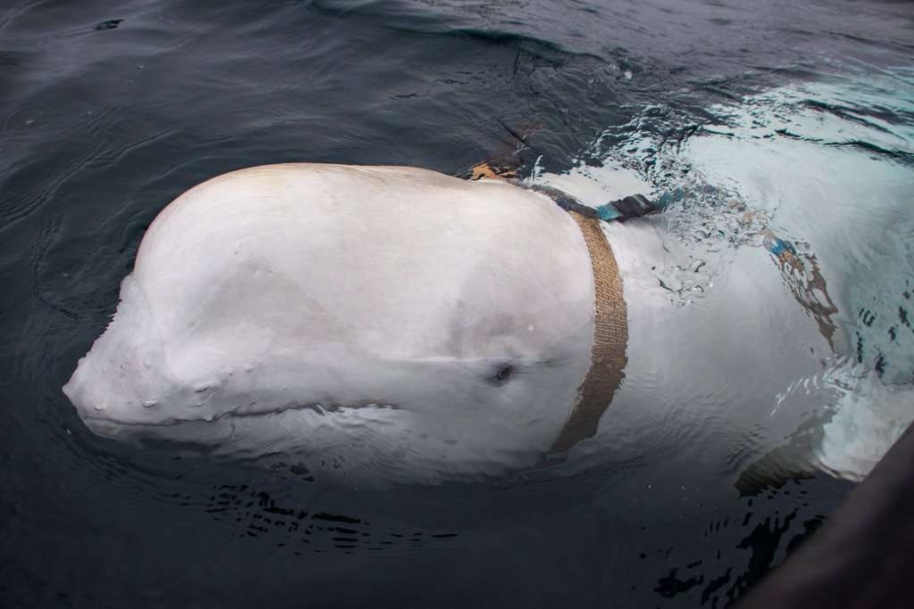 beluga imbracatura