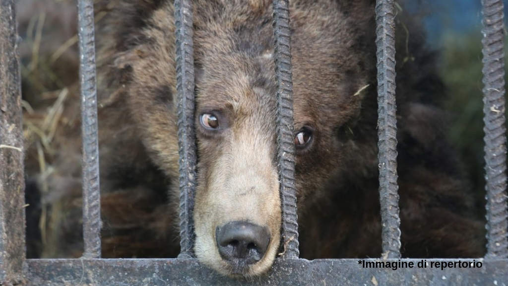 Animali sofferenti nelle gabbie di uno zoo (Immagine di repertorio)