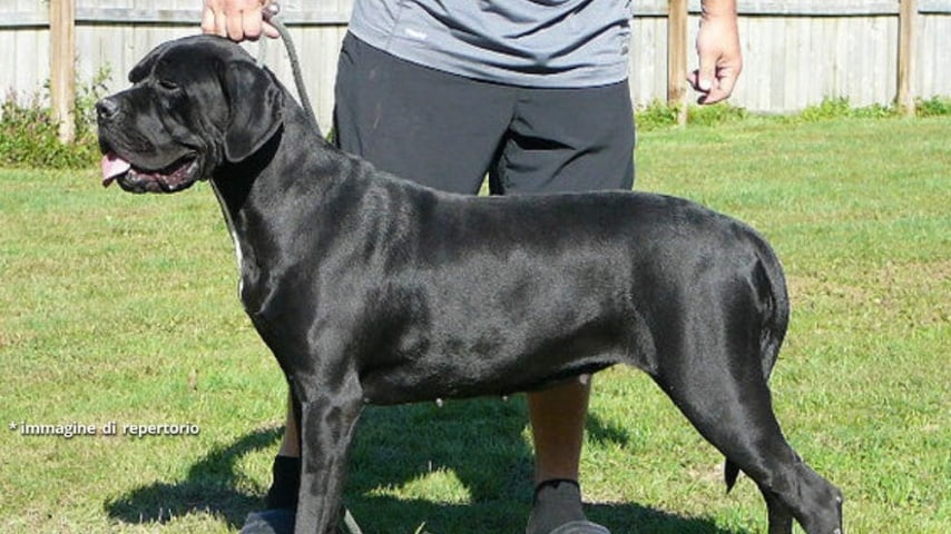 Cane corso. Immagine di repertorio