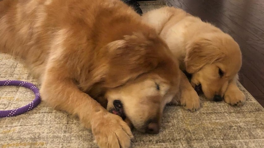 Il cane Charlie insieme al piccolo Maverick