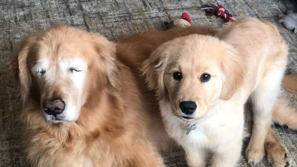 Charlie e Maverick