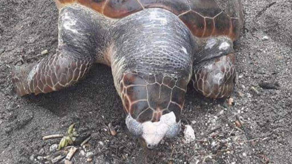 Costiera Amalfitana, un altra tartaruga morta a causa della plastica