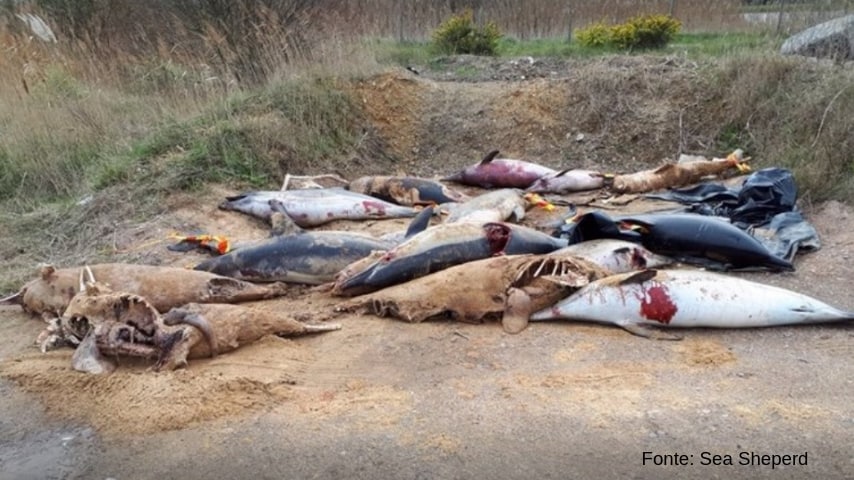 Delfini uccisi sulla spiaggia di La Rochelle