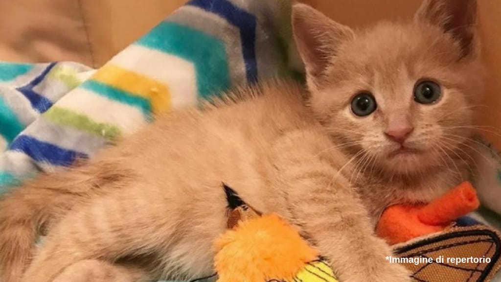 Gatto (Immagine di repertorio)