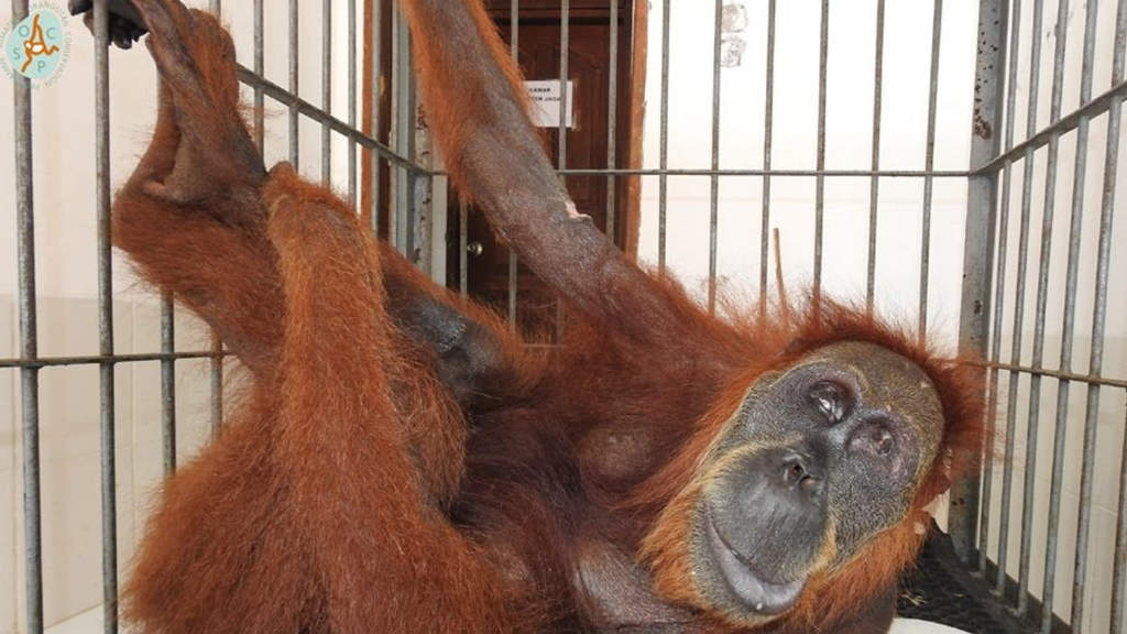 Hope, la mamma orango sparata 74 volte (Foto SOCP/Facebook)