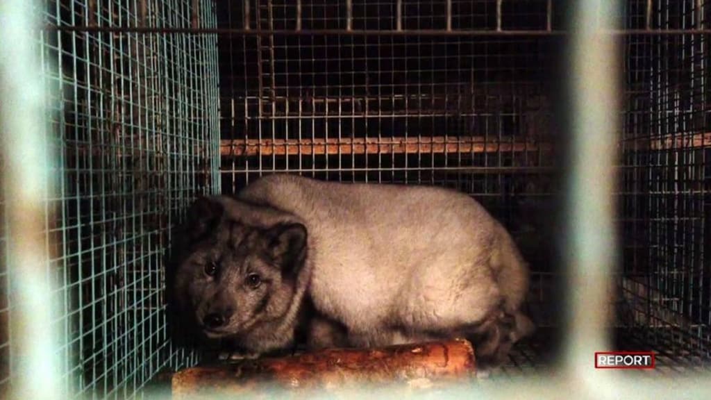 Volpi ingrassate e torturate per farne pellicce (Fonte Report)