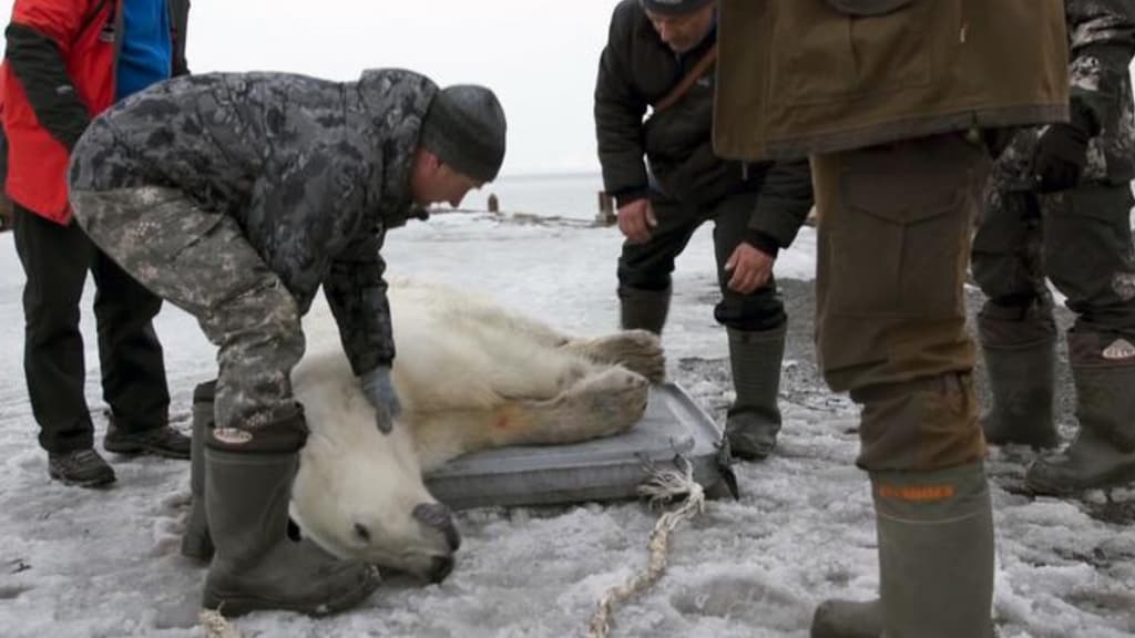 orso polare sedato dalla protezione civile