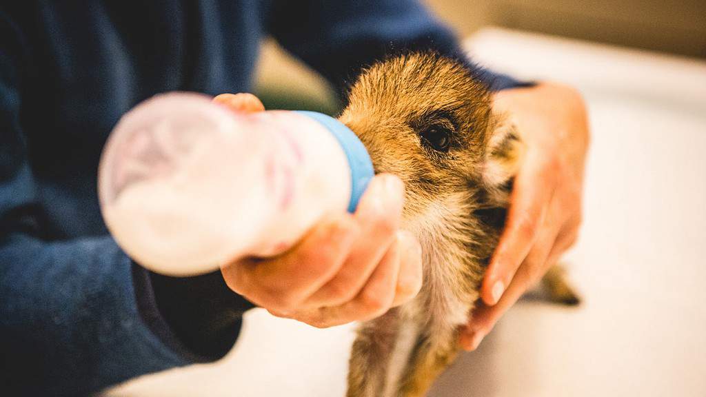 Il cinghiale Max, unico sopravvissuto della cucciolata