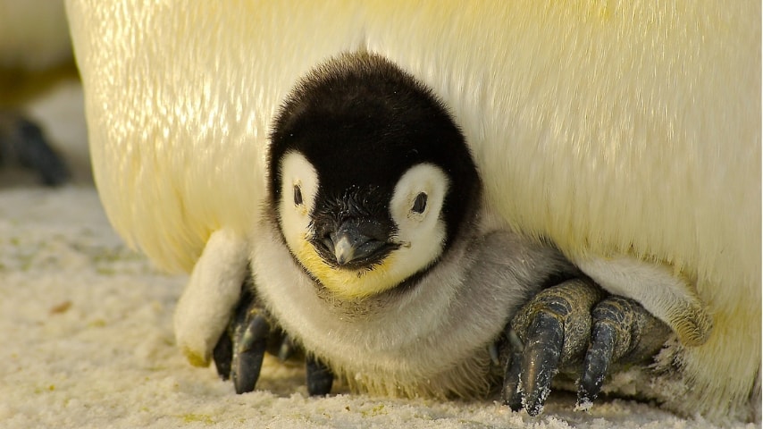 Antartide: addio alla seconda colonia di pinguini imperatore