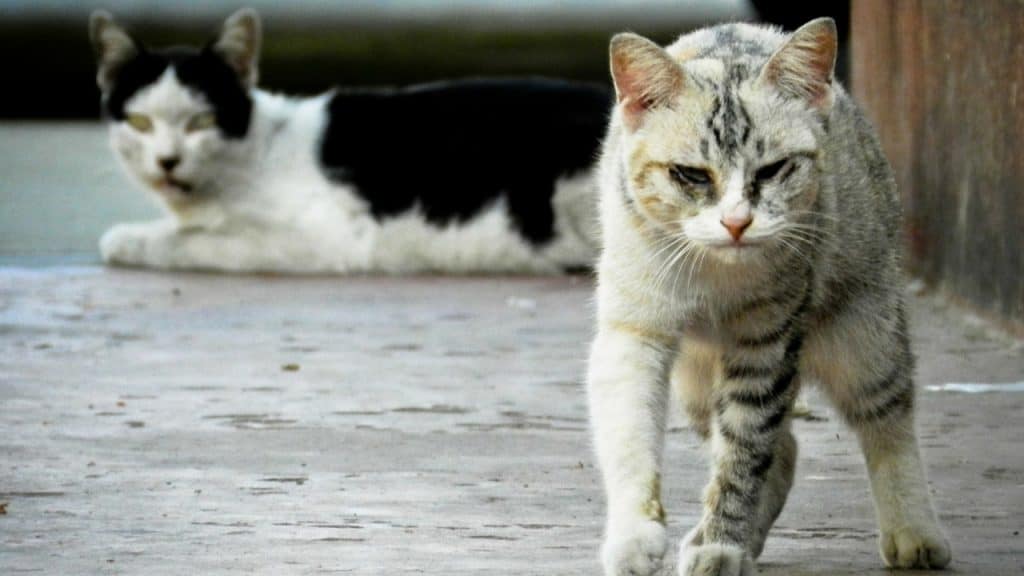 due gatti
