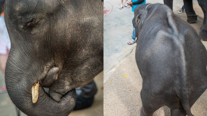 Dumbo, il baby elefante costretto a ballare per il divertimento dei turisti