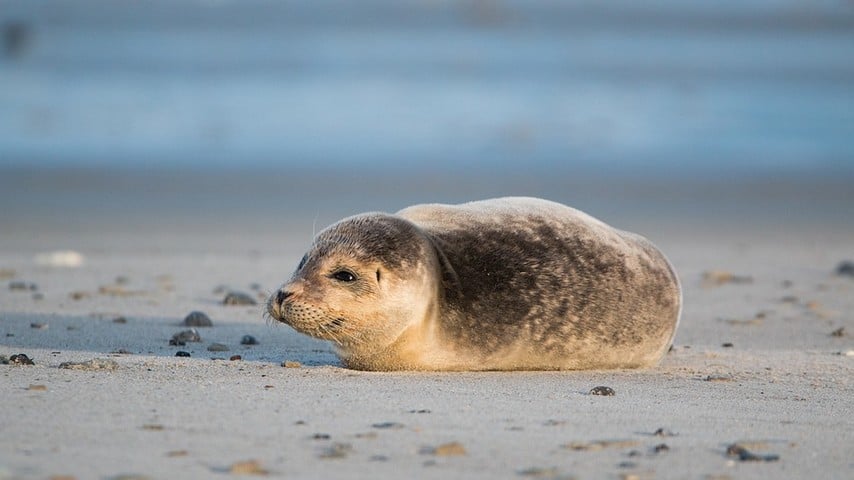 foca sulla spiaggia