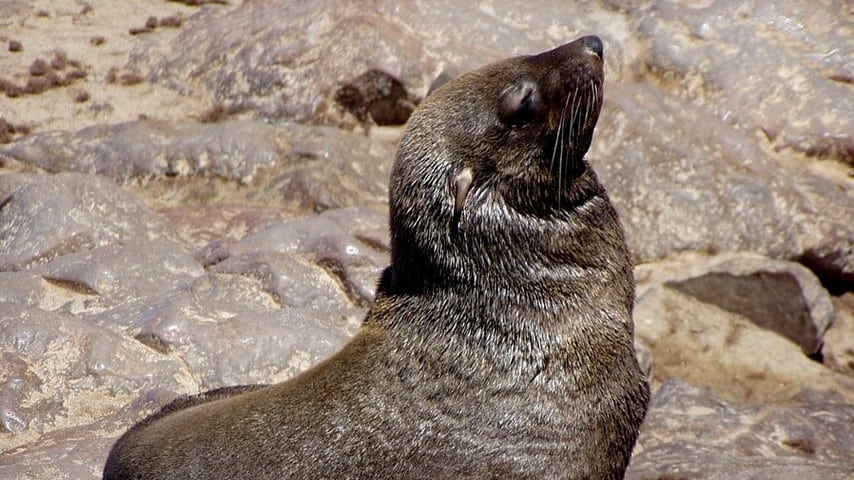 foca sulla spiaggia