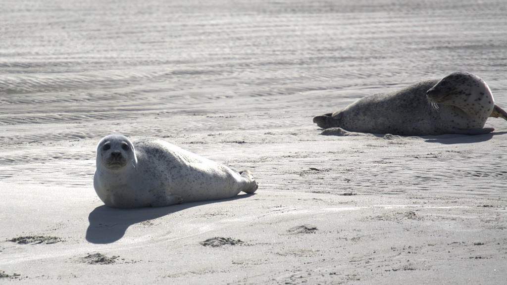 foca sulla spiaggia