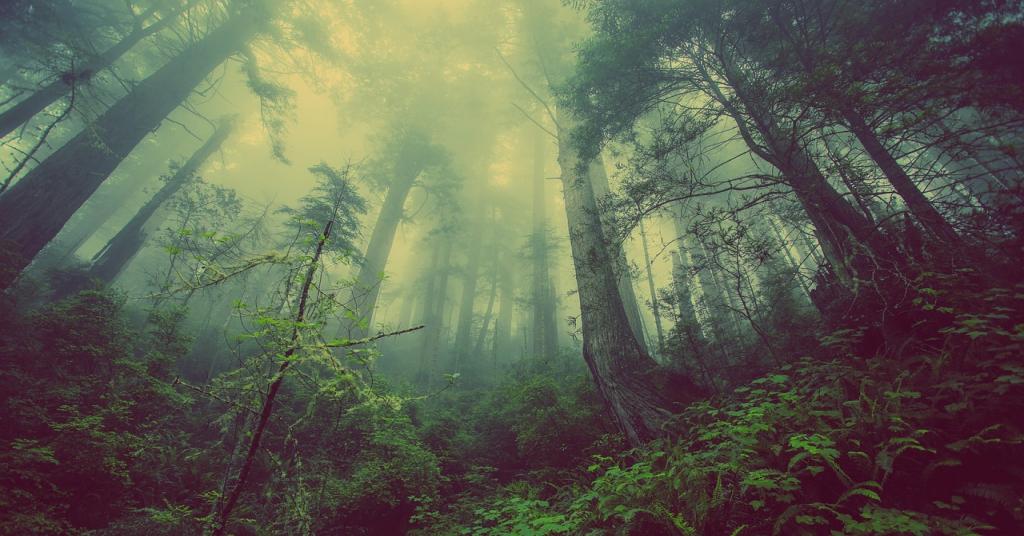 Foto di un bosco