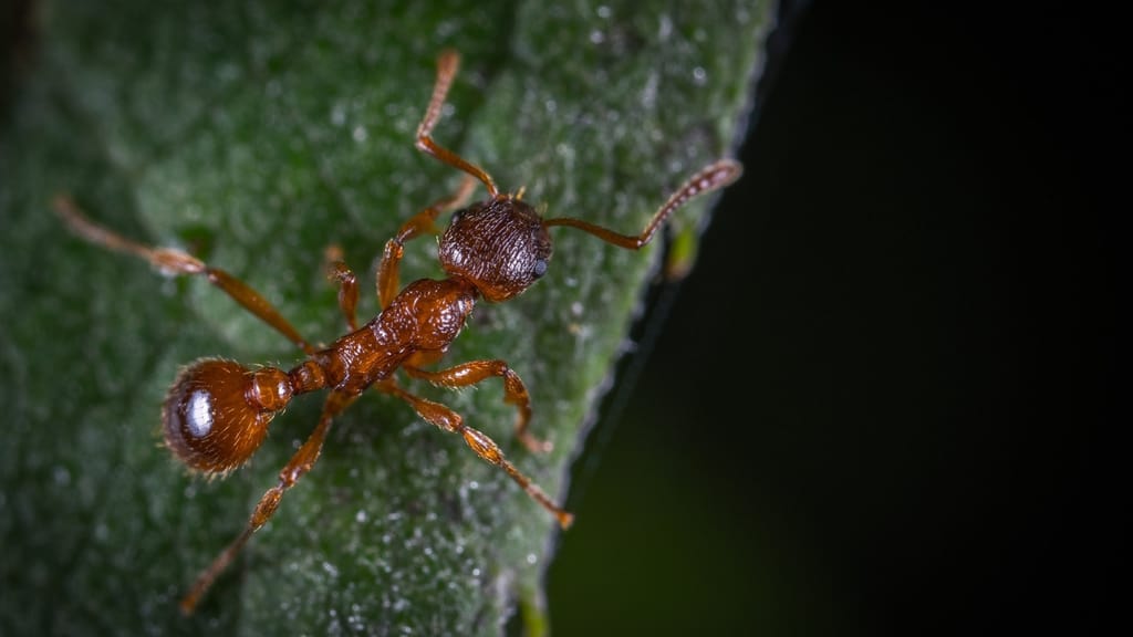 una formica