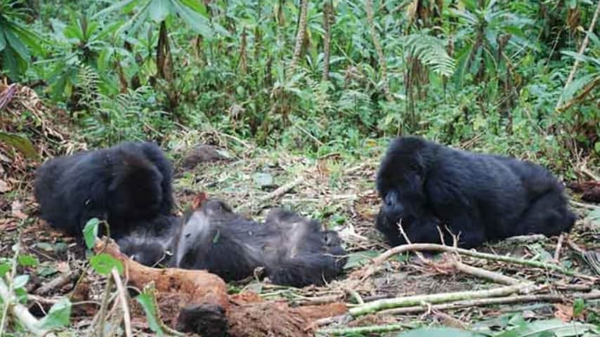 Due gorilla stanno accanto a un gorilla defunto