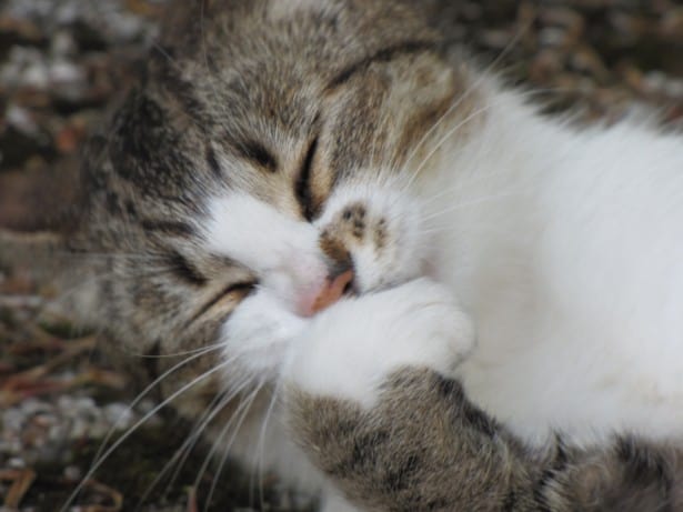 gatto in primo piano