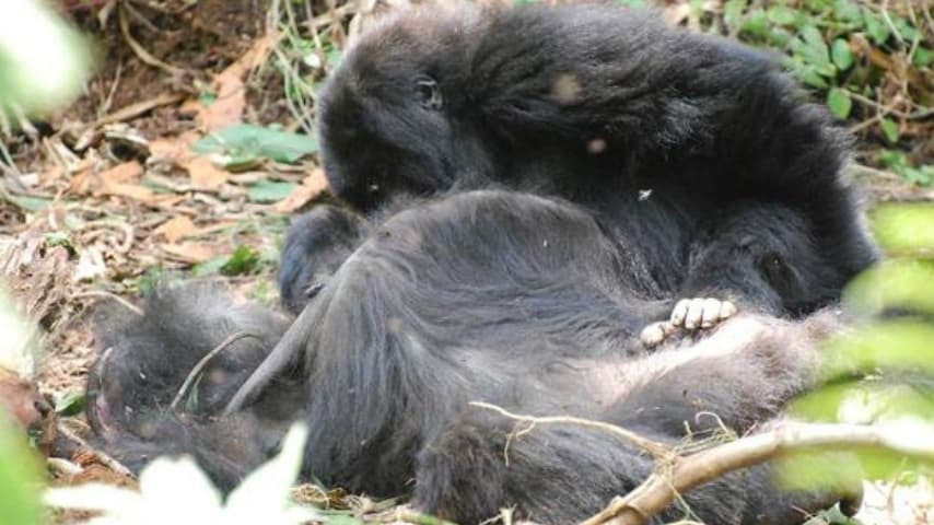 Gorilla accarezza un proprio simile defunto