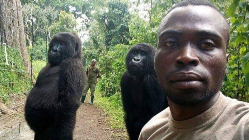 gorilla virunga national park