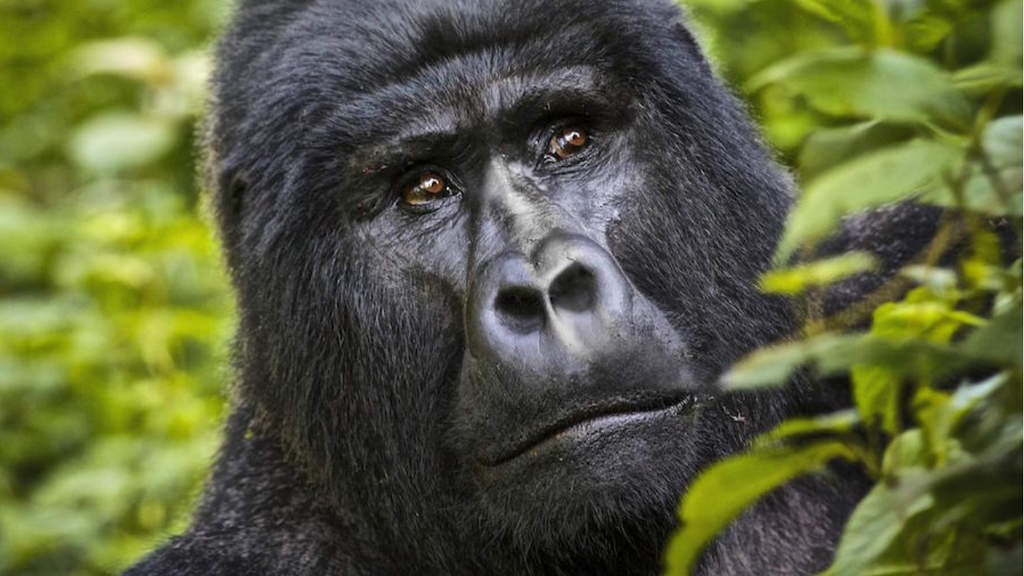 Primo piano del muso di un gorilla