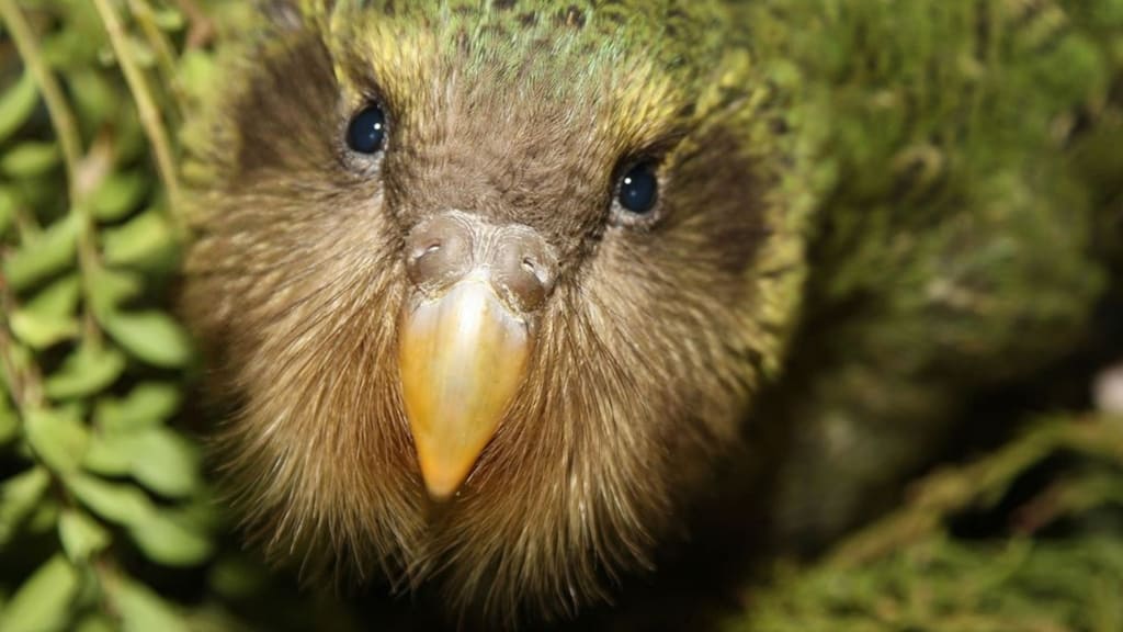 Il kakapo rischia l'estinzione