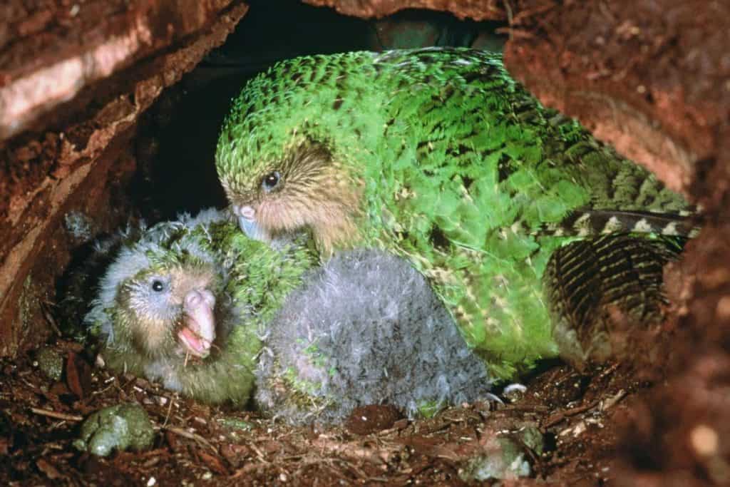 Un kakapo e i suoi pulcini