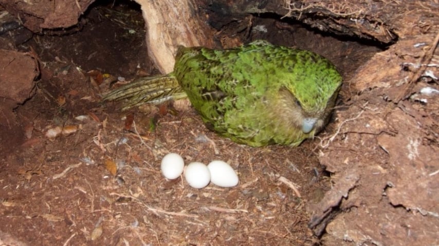 Kakapo con le sue uova