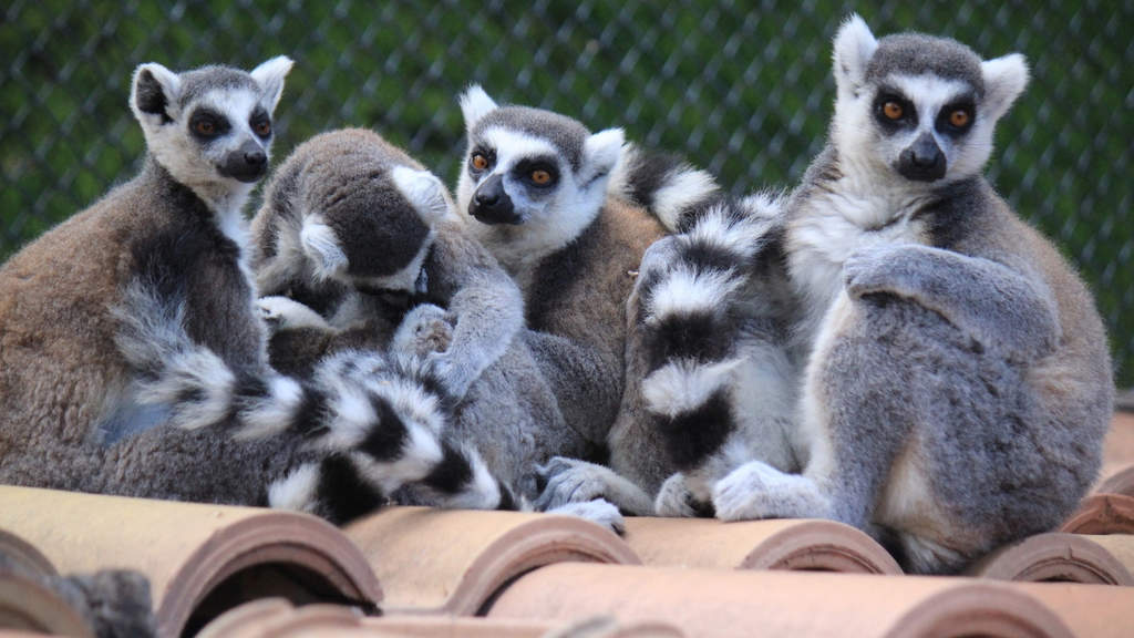 gruppo di lemuri
