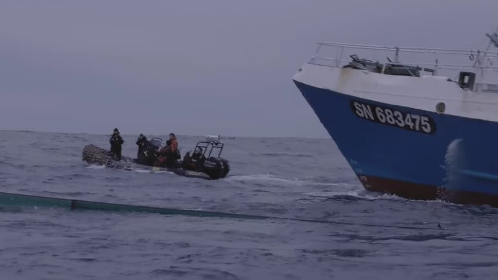 Attivisti di Sea Shepherd vedono i delfini uccisi