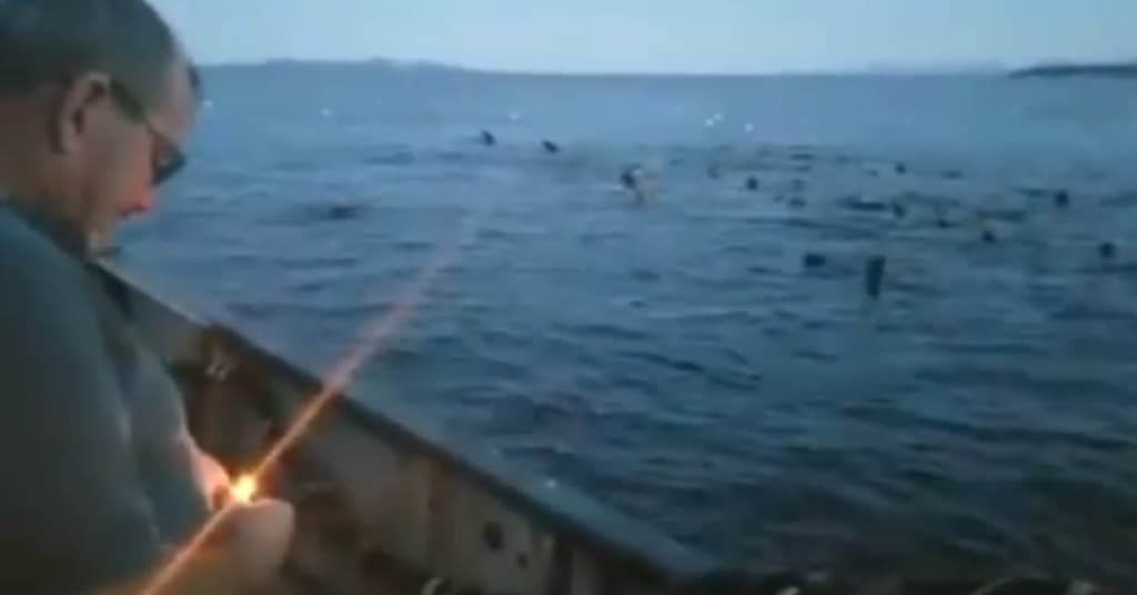 Pescatore lancia esplosivo contro leoni marini