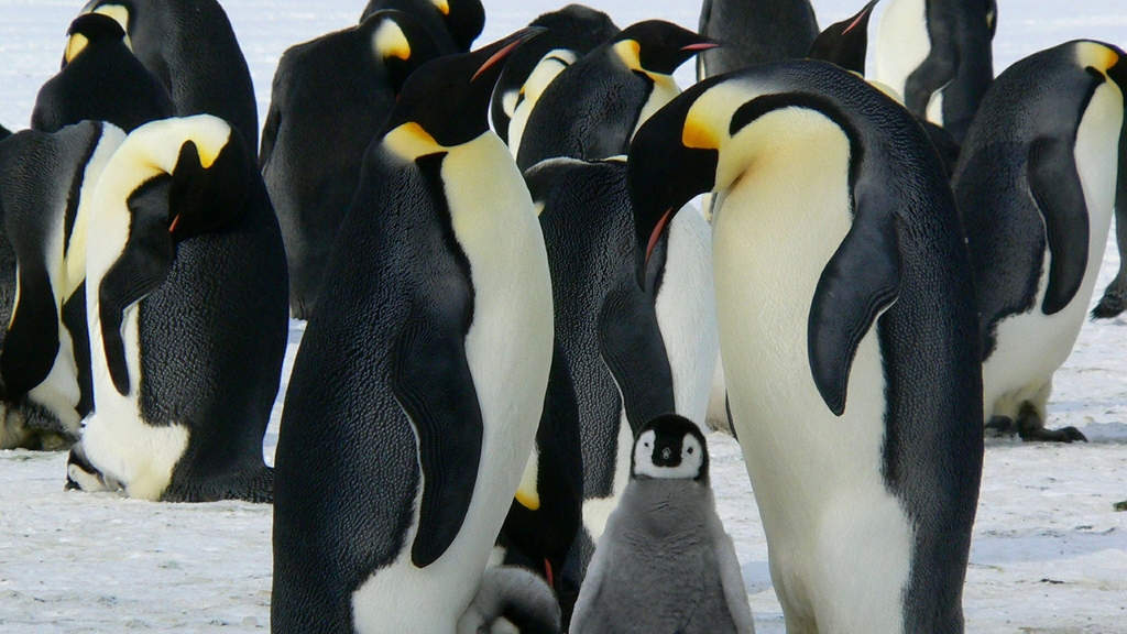 Riscaldamento climatico uccide i cuccioli dei pinguini imperatore in Antartide