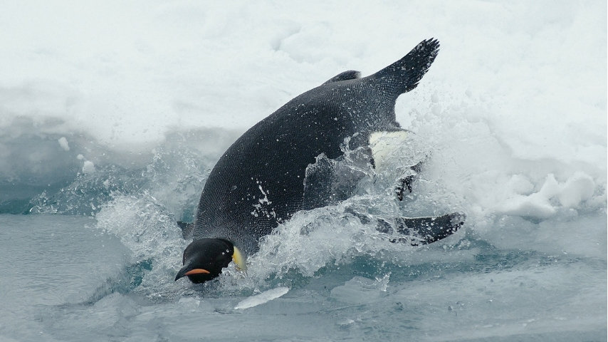 Antartide: addio alla seconda colonia di pinguini imperatore