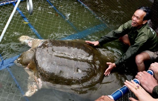 Tartaruga gigante morta in Cina. Fonte: National Geographic