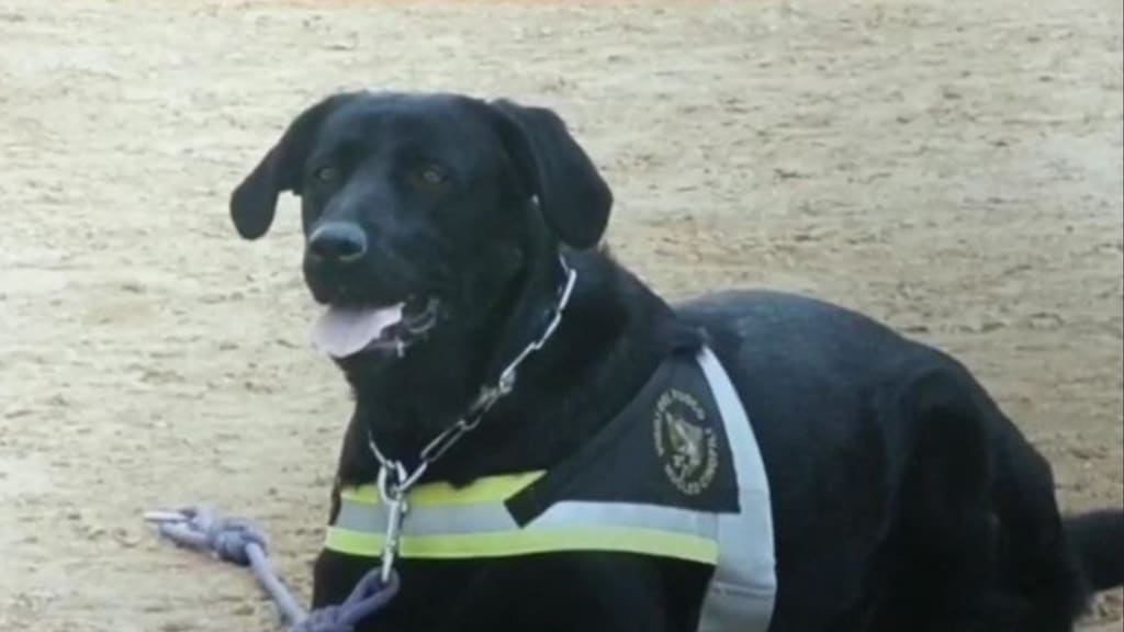 tommy il cane eroe del terremoto de l'aquila è morto