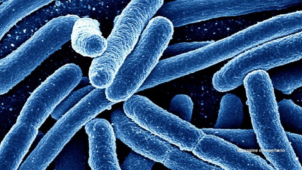 Team di ricercatori scopre un killer dei superbatteri resistenti agli antibiotici