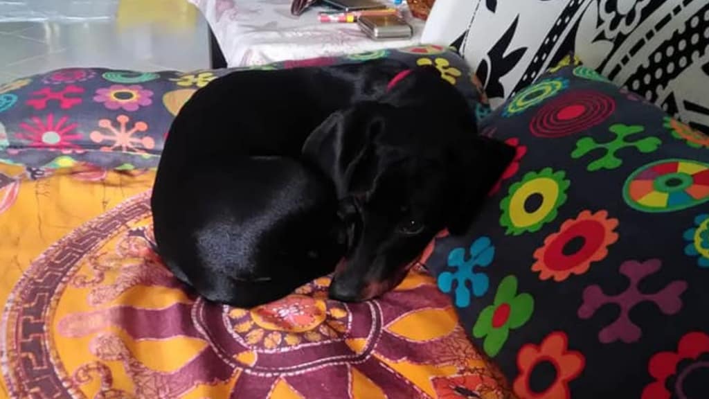 Cane rubato a Roma Aiutatemi a ritrovarlo, mio figlio sta malissimo
