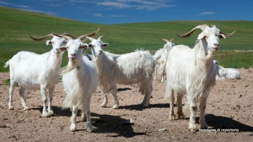 Capre da cashmere della Mongolia (Immagine di repertorio)