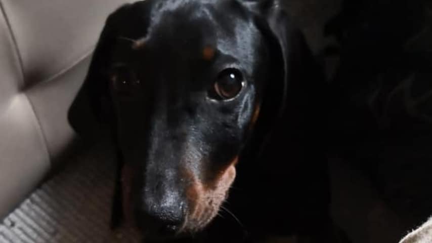 Cesare, il bassotto di 5 mesi rubato dall'auto dei suoi proprietari. Fonte: Gianluca Ciaccio/Facebook