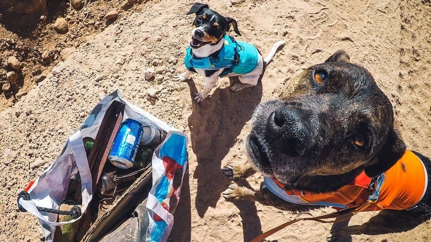 Il cane Chipper raccoglie la spazzatura