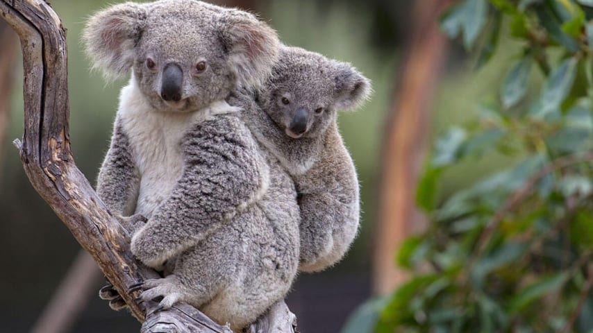 Il Koala dichiarato funzionalmente estinto (Immagine di repertorio)