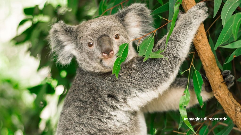 Koala funzionalmente estinto (Immagine di repertorio)