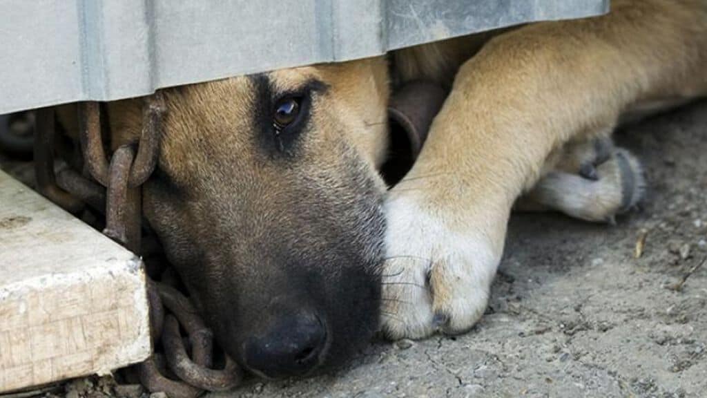 Orrore a Bari cani costretti a vivere tra gli escrementi, senza acqua e cibo